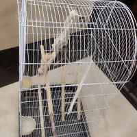 قفس طوطی|لوازم جانبی حیوانات|تهران, شهمیرزادی|دیوار