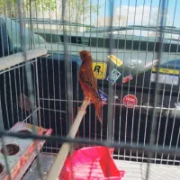 قناری نروماده آماده مست مست