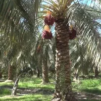 اجاره-باغ-خرما