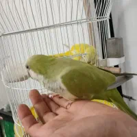 راهب پسته ای