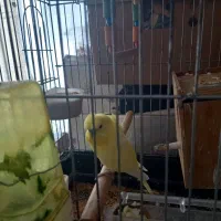 مرغ عشق پروانه ای نر