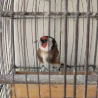 دو عدد سهره جوجه قفس و بیابونی|پرنده|پردیس, فاز ۲|دیوار