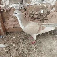 کفتر|پرنده|سبزوار, باهنر|دیوار