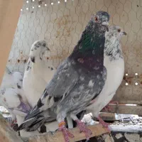 کبوتر پرشی
