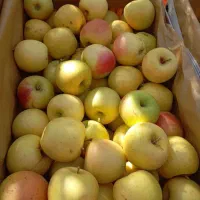 سیب درجه 2 رنگ دار و صاف|خدمات باغبانی و درختکاری|اشنویه, |دیوار