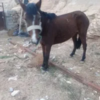 مادیون و الاغ ب فروش میرسد قابل به معاوضه هم هستن