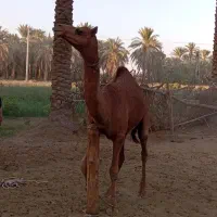شتر نر