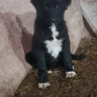 توله‌سگ‌‌‌گله‌قهدریجانی