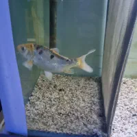 ماهی کوی پوست چرم ماده