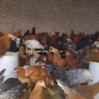 جوجه مرغ و خروس بومی دم تخم