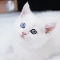 گربه اصیل بریتیش چشم دو رنگ