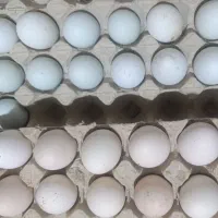 تخم مرغ محلی نطفه دار