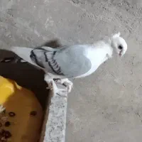 معاوضه کبوتر بلژیکی