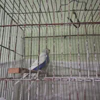 مرغ عشق|پرنده|شیراز, شهرک بهار|دیوار