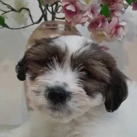 واگذاری چند قلاده توله سگ آپارتمانی نژاد شیتزو