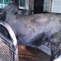 فروش گوساله گیلک سرک دار بدون شکم زیر ق.مت