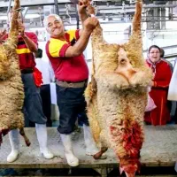 *زیرنرخ بازار*عقیقه/قربانی/گوسفند بشرط نصف گوشت