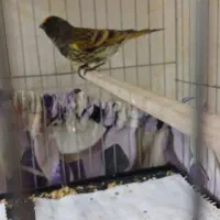 گلبسر.سهره.قناری|پرنده|تهران, جوادیه|دیوار