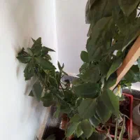 گل پدیلانتوس|گل و گیاه طبیعی|ارومیه, |دیوار