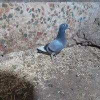 کبوتر جوجه پلاکی|پرنده|دزفول, |دیوار