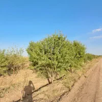 مامونیه،با ۱۰۰ میلیون باغچه بخر|فروش زمین و ملک کلنگی|زرندیه, |دیوار