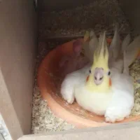 عروس هلندی جفت،پای هم لوتینو زعفرانی عالی