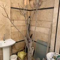 درخت انجیر سفید