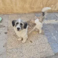 واگذاری سگ رایگان