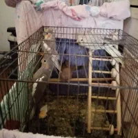 فروش عروس هلندی