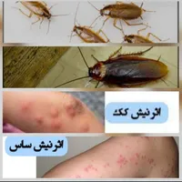 سمپاشی ساس و سوسک سم پاشی با ضمانت نامه کتبی|خدمات نظافت|تهران, امام حسین(ع)|دیوار