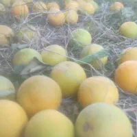 پرتقال میخری و باغ اجاره میکنم