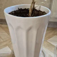 گل های طبیعی سالم با گلدان|گل و گیاه طبیعی|محمدشهر, همایون ویلا|دیوار