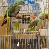 جفت شاه طوطی اسکندر سایز درشت|پرنده|کرمان, |دیوار