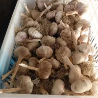 فروش سیر بذری