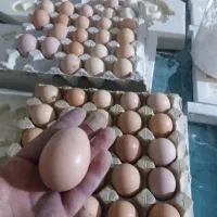 تخم مرغ محلی فوق درشت