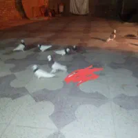 کبوتر|پرنده|فسا, |دیوار