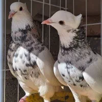 کبوتر طوقی