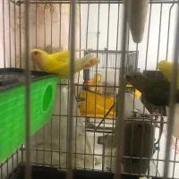 طوطی برزیلی سه ماهه|پرنده|فردیس, فردیس|دیوار