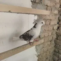 8عدد کفتر روزگاری همه را تیر لب استخر گرفتم آخرت.|پرنده|محلات, |دیوار