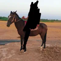 اسب