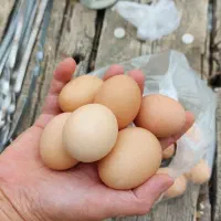 تخم مرغ نطفه دار
