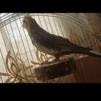 عروس هلندی|پرنده|زنجان, |دیوار