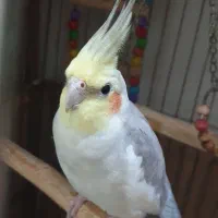 عروس هلندی نر سخنگو