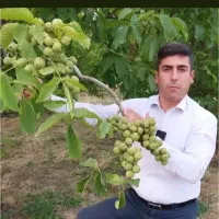 نهال گردو آلتای ترکیه