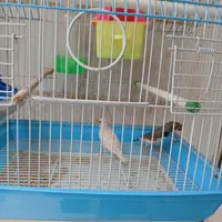 یک جفت فنج نروماده همراقفس یکجا