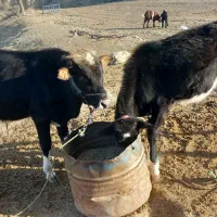 مبلغ ۱۱۰۰۰۰۰۰۰مراوه تپه گوگدره|حیوانات مزرعه|مراوه, |دیوار