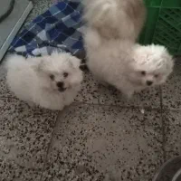 واگذاری سگ، سگ پشمالو|سگ|ماهدشت, |دیوار