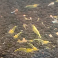 میگو آکواریوم|ماهی|کرمانشاه, |دیوار