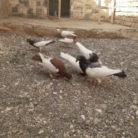 کبوتر طوقی یهودی|پرنده|کاشمر, |دیوار