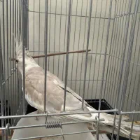 جوجه عروس هلندی آلبینو ابلغ|پرنده|تهران, هفت چنار|دیوار